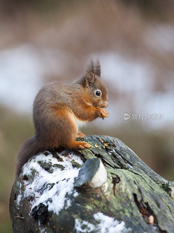 红松鼠(Sciurus vulgaris)，英国